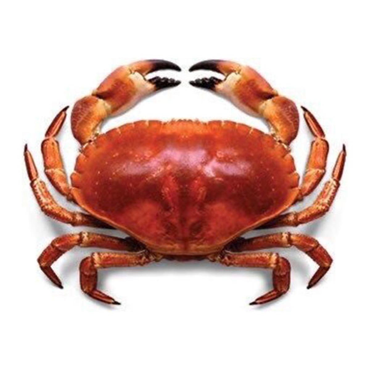 Crabe (Sea) 1 Kg